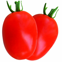 Maanster Hybride Rode Langwerpige Tomatenzaadjes. Plantmateriaal Hoge Opbrengst Variëteit 99,9% Zuiverheid 2 Jaar Houdbaarheid voor Commercieel Gebruik