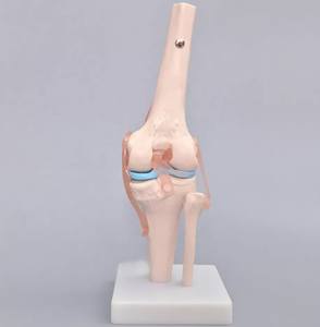 Modelo de hueso anómico humano, modelo funcional de articulación de rodilla, modelo de enseñanza Flexible de ligamento de crisol <span class=keywords><strong>menisco</strong></span> - Product Image 3