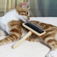 Baoli Hêtre En Bois Slicker Brosse Populaire Produits De Nettoyage Et De Toilettage Pour Animaux De Compagnie Brosse En Bois Slicker Pet Brosse Tapis Perte Court