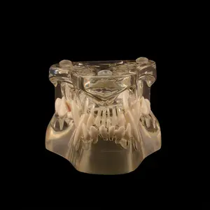 Dog Dentition model Dog dental Teeth Model Clear Canine Dental Model Animal Body Anatomy Dog Teeth