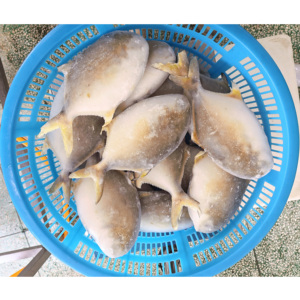 Nueva llegada Premium Golden Pompano Venta al por mayor Exportación Farm Criado Golden Pomfret Fish - Product Image 5
