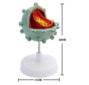 의학 과학 <span class=keywords><strong>HIV</strong></span> 세포 모델 구조 모델 확대 해부학 인간 세포 병리학 시연 모델 - Product Image 3