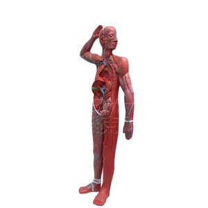 Modèle anatomique de haute précision du système lymphatique du corps entier ; reconstruction des ganglions lymphatiques et des vaisseaux lymphatiques ; école de médecine - Product Image 5