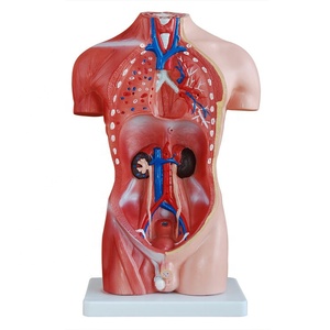Haute qualité et bon prix, anatomie 42cm, <span class=keywords><strong>homme</strong></span>, corps <span class=keywords><strong>musclé</strong></span> humain, modèle de <span class=keywords><strong>torse</strong></span> humain, 13 pièces - Product Image 5