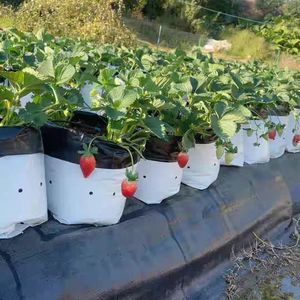 Bolsa de Cultivo de Cocopeat con Ranuras, Anti-UV, de PE/PVC, para Cultivo de Tomates, Pepinos y Fresas en Sistemas Hidropónicos de Invernadero - Product Image 1