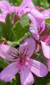 Mejor Precio de calidad alimentaria 5:1,10:1,15:1,20:1 Pelargonium suplemento Pelargonium <span class=keywords><strong>Sidoides</strong></span> extracto en polvo a granel - Product Image 3