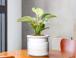 Maceta de <span class=keywords><strong>autorriego</strong></span> de cerámica grande Premium moderna para el hogar, jardín, vivero al aire libre, bonsái, maceta decorativa para plantar flores - Product Image 4