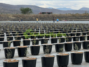 <span class=keywords><strong>Macetas</strong></span> Redondas <span class=keywords><strong>de</strong></span> <span class=keywords><strong>40</strong></span> <span class=keywords><strong>Litros</strong></span> para Cultivo <span class=keywords><strong>de</strong></span> Arándanos, <span class=keywords><strong>Macetas</strong></span> Holandesas para Cultivo <span class=keywords><strong>de</strong></span> Arándanos y Fresas al Aire Libre - Product Image 6