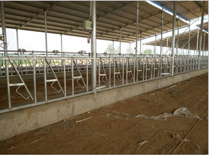 Lácteos Headlocks agricultura granja equipo ganado cría equipo - Product Image 6