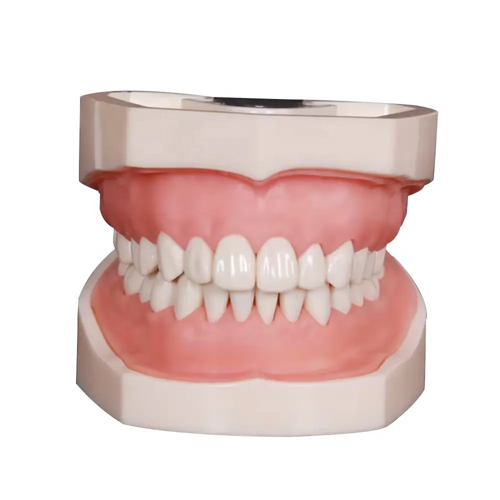 Modèle partielle type 500, appareil pour la prostate, avec gingivale et dents en résine dure