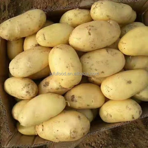 Pommes <span class=keywords><strong>de</strong></span> <span class=keywords><strong>terre</strong></span> russettes biologiques fraîches du Shandong, 7 cm, vente en gros - Product Image 5