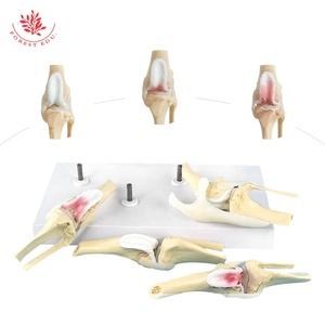 Modelo de rodilla para perro, esqueleto articulado canino de 4 etapas, Material de PVC de tamaño real, modelo anatómico Artificial para perro de ciencia médica - Product Image 5