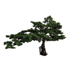 Chine Usine Vente <span class=keywords><strong>Intérieur</strong></span> Japonais Artificielle En Plastique Pins <span class=keywords><strong>Plante</strong></span> D'<span class=keywords><strong>intérieur</strong></span> De Haute Qualité - Product Image 3