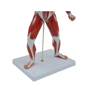 Modelo anómico personalizado, muestra los músculos superficial del <span class=keywords><strong>cuerpo</strong></span> <span class=keywords><strong>humano</strong></span> - Product Image 5
