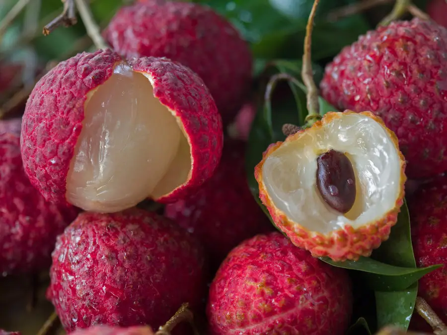 Leci stik produk pertanian kandil Premium jumlah besar Litchi tropis segar untuk buah segar