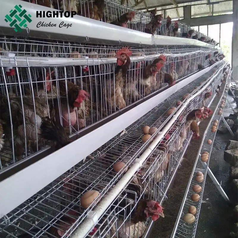 Oultry-jaula de malla de alambre soldado galvanizado, jaula para huevos y pollos, tipo granja