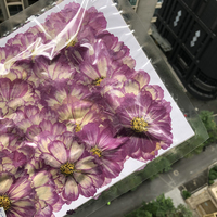 Fiori Pressati Naturali di Cosmos con Petali Larghi, Rosa Rosa a Goccia, Fiori Pressati per Resina Epossidica, Sigilli di Cera, Cornici Nuziali