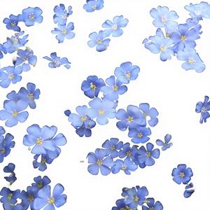 بذور الكتان الزرقاء متعددة الأزهار طراز 33 الصيني لتحسين كثافة العظام وتزيين الفناء - Product Image 1