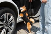Harnais de Soutien Réglable de Luxe pour Chiens, Respirant, Aide à la Mobilité pour Animaux Âgés, Rééducation Post-Opératoire, avec Bouton