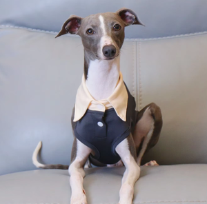 Camiseta Ligera de Poliéster para Perro, Disponible en Stock, para <span class=keywords><strong>Galgo</strong></span> Italiano, Whippet, Terrier, Transpirable, para Todas las Estaciones, Ropa Casual para Mascotas - Product Image 2