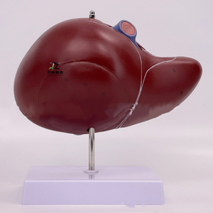 Modelo de Maniquí de Alta Calidad de Tamaño Real con Estructura Hepatopancreática Duodenal de PVC Avanzado - Product Image 2