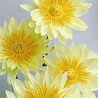 Bunga Teratai Kualitas Grosir Grade A - Kuning untuk Rangkaian Bunga Dekorasi Hari Ibu Valentine Langsung dari Petani Rantai Dingin