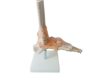 Venta caliente ciencia médica tamaño de vida humana tobillo humano anatomía pantalla ligamento pie articulación esqueleto modelo anatómico para la enseñanza