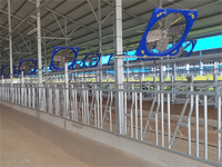Serrure de cou de vache galvanisée de haute qualité équipement de gestion de ferme laitière serrure de cou de vache durable pour ferme d'élevage