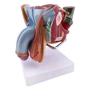 Modèle d'<span class=keywords><strong>organe</strong></span> masculin externe <span class=keywords><strong>humain</strong></span>, anatomie médicale, YuanHang YH-D031d, 5 parties détachables - Product Image 5