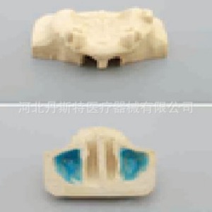 Modèle d'exercice du sinus maxillaire Dt M2013F, modèle pédagogique en silicone médical pour les sciences médicales - Product Image 1