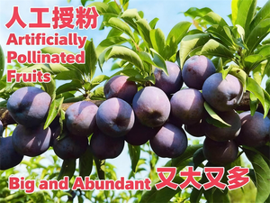 เกสรพลัมธรรมชาติบริสุทธิ์ - ช่วยเพิ่มอัตราการติดผล |   จัดส่งรวดเร็วสำหรับผู้ปลูกพืชเชิงพาณิชย์ - Product Image 6