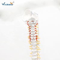 Modelo Anatómico de Columna Vertebral y Pelvis con Músculos de Colores, para Entrenamiento de Fisioterapia, con Certificaciones CE/ISO/ROHS/CNAS