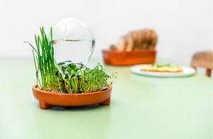 Bandeja <span class=keywords><strong>para</strong></span> Germinar Semillas, Kit de Germinación, Cultiva Microgreens Frescos sin Tierra en Casa - Product Image 2