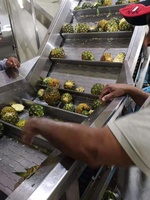 China fabrieksvervaardiging verse fruit concentraat sap productielijn