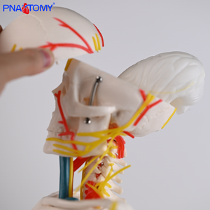 Пластиковая модель скелета человека 85 см с нервами, кровеносные сосуды, сердце, мозг, гибкие руки и ноги для анатомии скелетной системы - Product Image 4