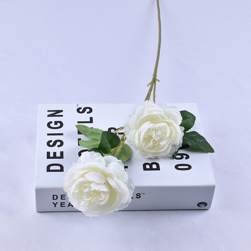 Pivoine blanche