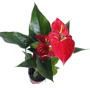 Tanaman Anthurium Merah Batang Panjang Gaya Ins, Bunga Pot Segar untuk Dekorasi Rumah