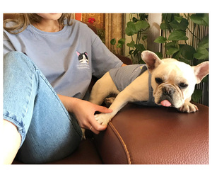 Noël chiot vêtements mignon Animal motif été mince coton chien gilet à manches courtes en petit moyen grand XL tailles - Product Image 2