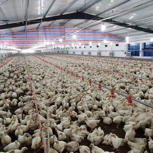 Equipo avícola de cría de pollos Máquina de alimentación avícola - Product Image 2