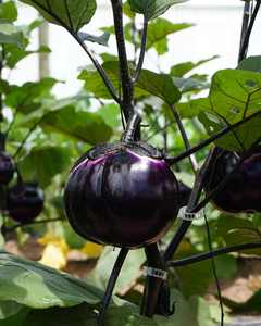 مجموعة الدفيئة التجارية عالية الجودة من البولي كربونات - Product Image 5