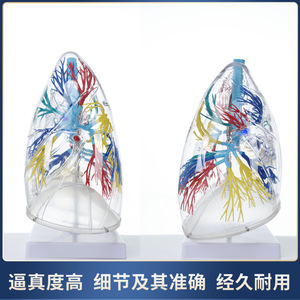 Modèle de poumon, modèle d'anatomie transparente du segment pulmonaire, structure du système bronchique des poumons gauche et droit, enseignement du système respiratoire - Product Image 5