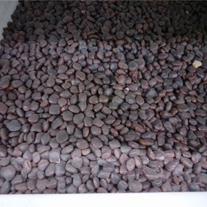 Axit Me sừng Luo wangzi - Product Image 4