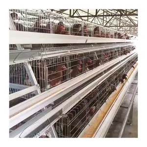 Low Price Semi-automatic A Type Laying Hens Battery Poultry Cage for 1000 Birds