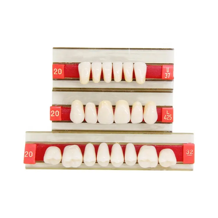Zogear-Juego de dientes de polímero sintético, resina Dental de una capa, TM001-1