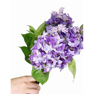 Ramo <span class=keywords><strong>de</strong></span> Hortensias Artificiales Realistas LUYI-Lifelike Beauty, Arreglo Floral Perfecto, Flores Artificiales para Todos - Product Image 2
