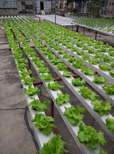 Système hydroponique agricole Système <span class=keywords><strong>de</strong></span> gouttière Nft pour salade <span class=keywords><strong>de</strong></span> laitue Culture en serre verte à feuilles - Product Image 6