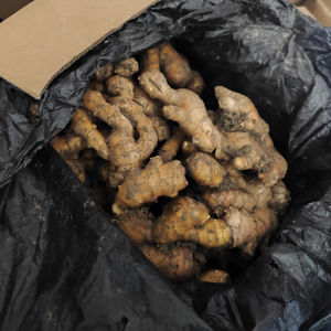 ที่มีคุณภาพสูงยี่ห้อ Heli รากขิงสดใหม่ได้รับการรับรองโดยตรงจากมณฑลซานตง10กก. สำหรับทำอาหาร - Product Image 1