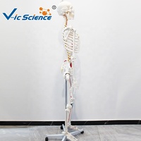 Modèle de squelette humain de 180 cm avec muscles colorés et marques numérotées, sans ligaments, pour l'enseignement de l'anatomie CE/ISO/ROHS/CNAS
