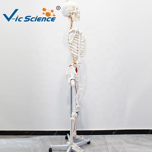 Modelo de <span class=keywords><strong>Esqueleto</strong></span> <span class=keywords><strong>Humano</strong></span> de 180 cm con Músculos de Colores <span class=keywords><strong>y</strong></span> Marcas Numéricas, Sin Ligamentos, para Enseñanza de Anatomía, CE/ISO/ROHS/CNAS - Product Image 2