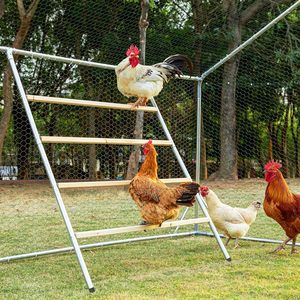 Gallinero Exterior con Estructura Metálica, Escalera de Tubo Galvanizado, Alto Nivel de Seguridad para Cría de Pollos - Product Image 4